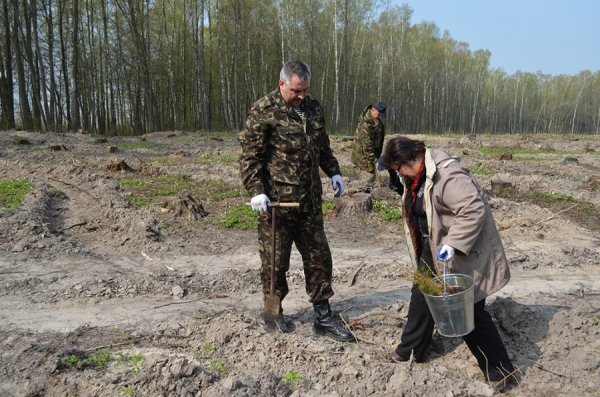 Як на Волині садять ліс. ФОТО